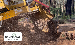 Beneficial Tree Care Pic 5 - Tree stump removal in process