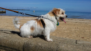 Dog Walking + Minding Pic 2 - Archie Frankston