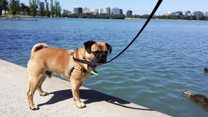 Dog Walking + Minding Pic 4 - Frank Albert Park Lake