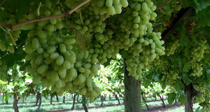 Lazzara Grapes Pic 2