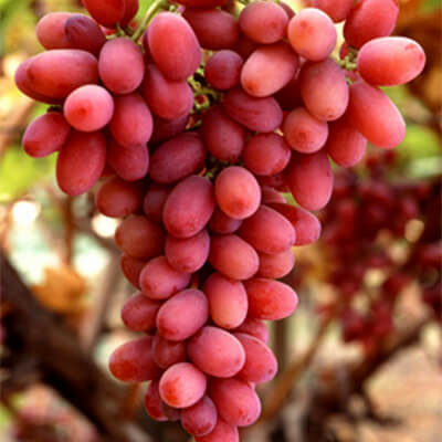 Lazzara Grapes Pic 1