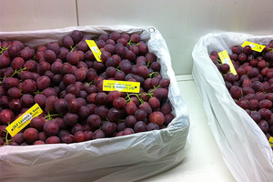 Lazzara Grapes Pic 3