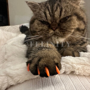 Felinity Cat Grooming Pic 2