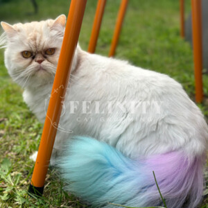 Felinity Cat Grooming Pic 4