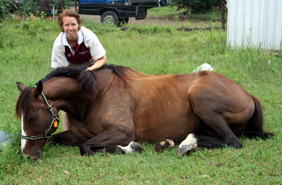 PennyPegasus Pic 1 - My lovely TB mare Qarshi