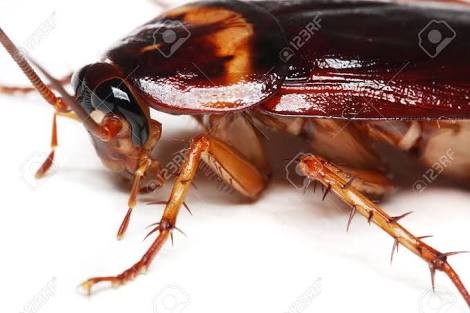 Cockroach King Pic 1