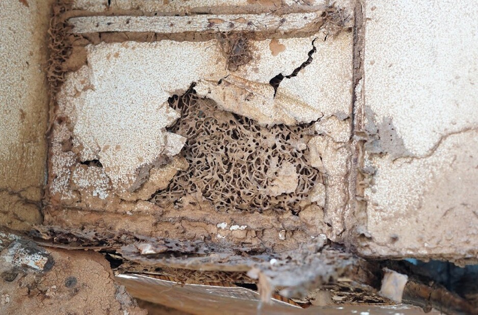 Termite Inspection Brisbane Pic 1