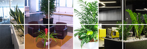 Transplant Indoor Gardens Pic 2 - Office Plants Brisbane