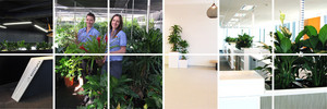 Transplant Indoor Gardens Pic 3 - Plant Hire Company Brisbane