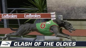 Greyhound Racing New South Wales Pic 2