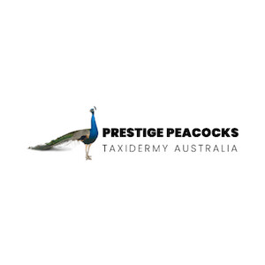 Prestige Peacocks Taxidermy Australia Pic 1