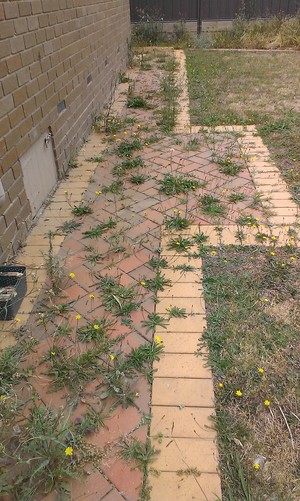 The Weed Queen Pic 3 - Before weeding