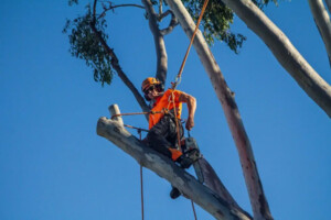 Axe Tree Services Pic 2