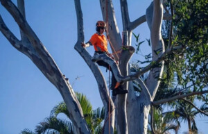 Axe Tree Services Pic 3