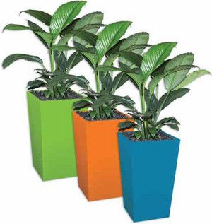 Action Indoor Plant Hire Pic 4 - Three Pots