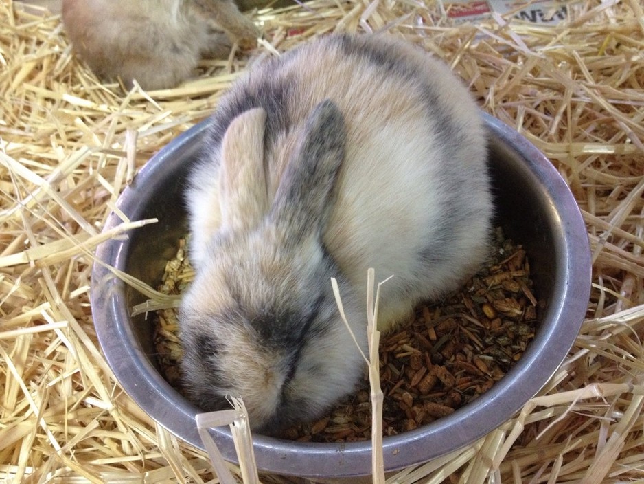 Kellys Farm Pet & Aquarium in Modbury, Adelaide, SA, Aquariums TrueLocal