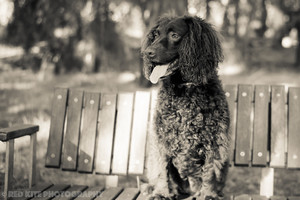 Red Kite Photography Pic 4 - On location pet portrait