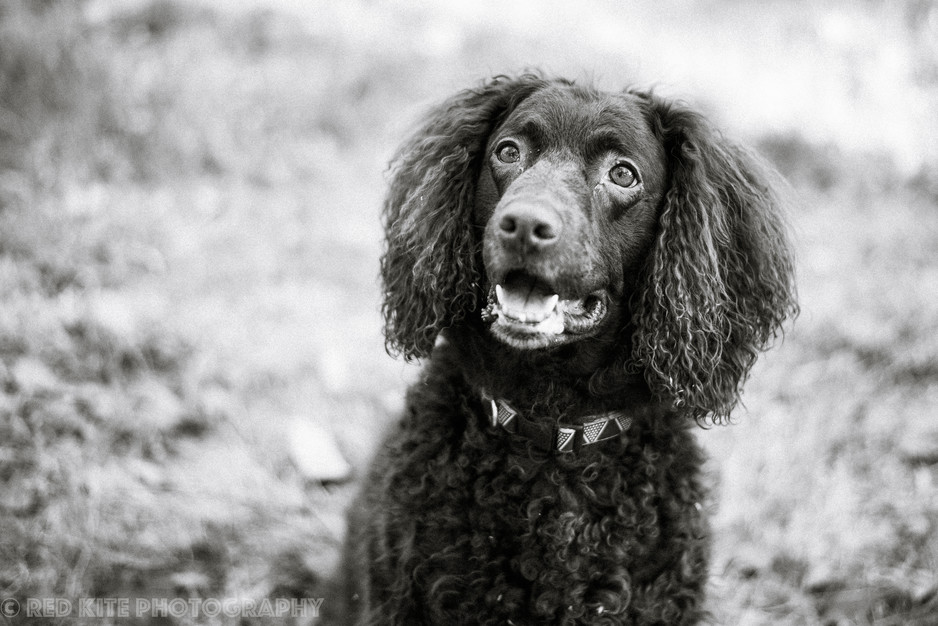 Red Kite Photography Pic 1 - on location pet portrait