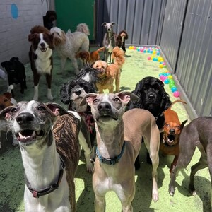 Kip Fairfield Dog Daycare Pic 2