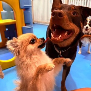 Kip Fairfield Dog Daycare Pic 4