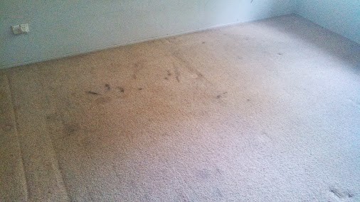 A-Zoom Carpet Care & Pest Management Pic 1 - Badly marked carpet Professional assessment report written for the owner and property manager