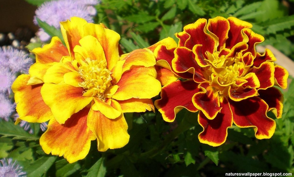 Seedalot Pic 1 - Marigolds