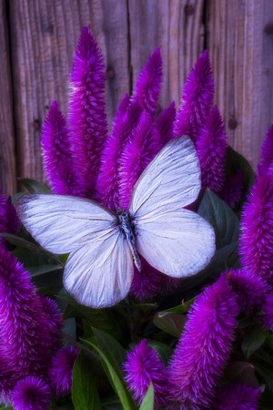 White Butterfly Counselling Pic 3