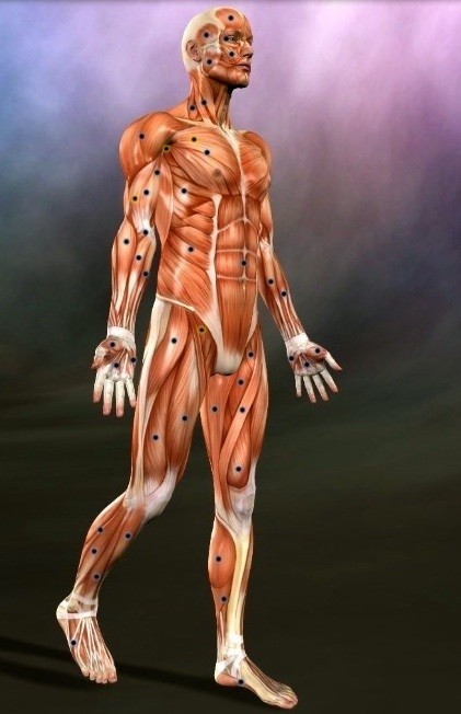 Massage Connection Pic 1 - Myofacial Triggerpoint release