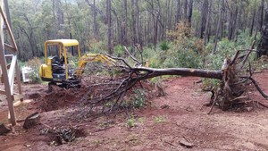 Busy Digger Civil & Rural Pic 5 - Need a tree relocated