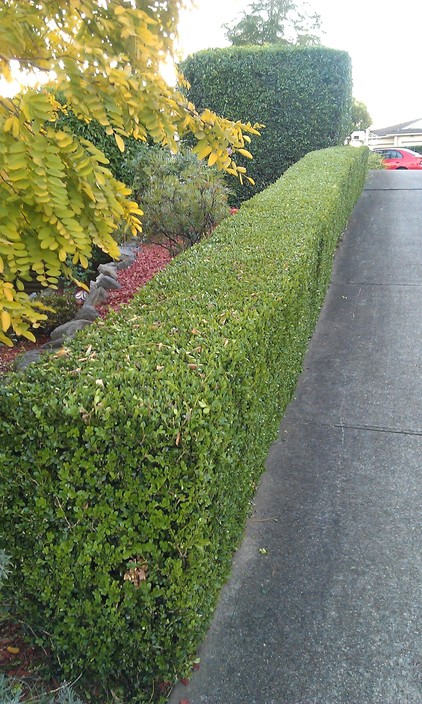 Stanhope Gardens and Lawns Pic 1 - Hedge trimming all shapes sizes