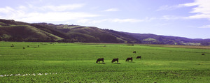 Great Ocean Walk Retreat Pic 3 - Great Ocean Walk Retreat set amongst beautiful Otways farmland