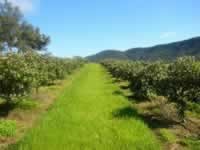 Feijoa Direct Pic 1 - Feijoa Direct