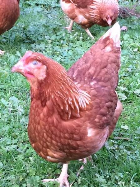 Summerhayes Chickens Pic 1