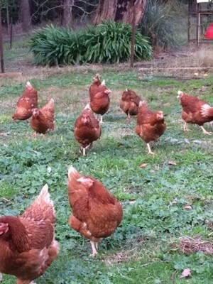 Summerhayes Chickens Pic 2