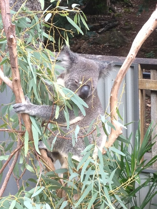 WILD LIFE Hamilton Island Pic 1 - Add a caption