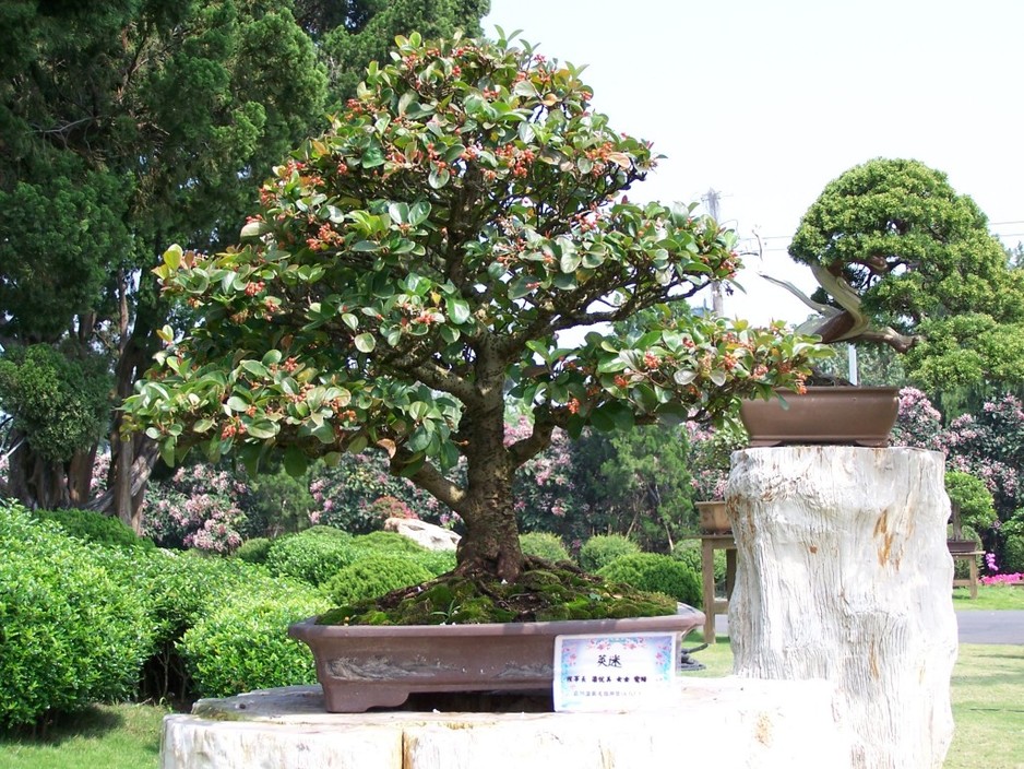 Bonsai Sensation Nursery Pic 1