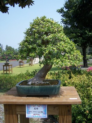 Bonsai Sensation Nursery Pic 2