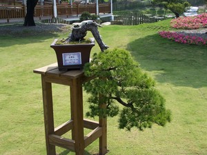 Bonsai Sensation Nursery Pic 3