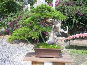 Bonsai Sensation Nursery Pic 4