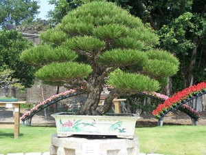 Bonsai Sensation Nursery Pic 5