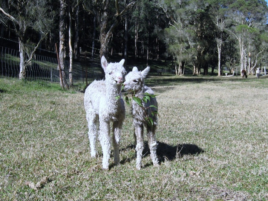 Cooks Arm Alpacas Pic 1