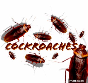 Eliminate Pest Control Pic 4 - All cockroach treatments