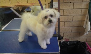 A Shear Delight Dog Grooming Pic 5