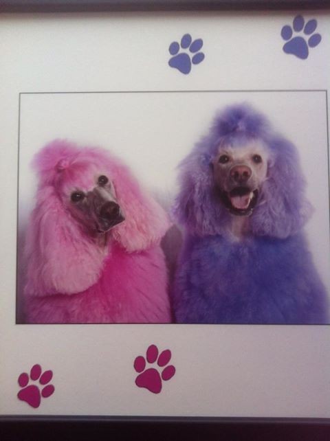 A Shear Delight Dog Grooming Pic 1 - my Girls