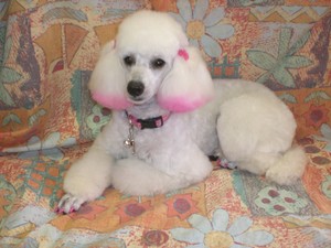 A Shear Delight Dog Grooming Pic 4 - Prada after her pamper