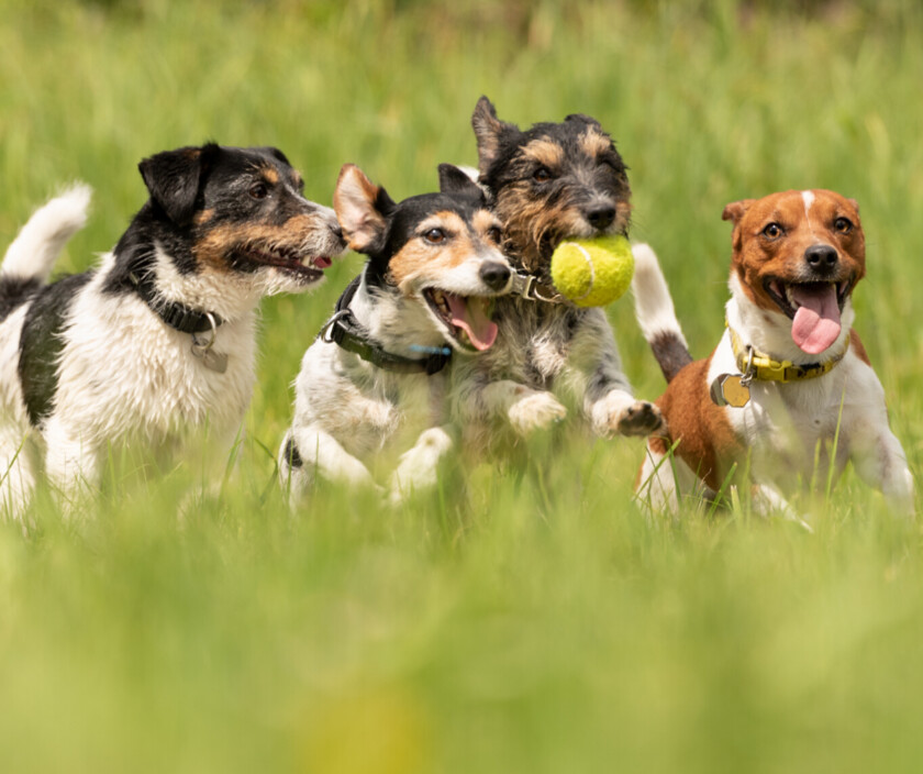 Wooftastic Care Pic 1 - Professional Dog Walker Pack Walks