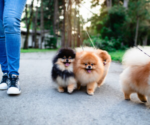 Wooftastic Care Pic 2 - Professional Dog Walker in Sydneys Inner West