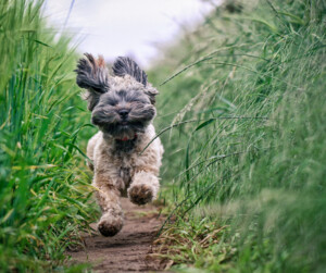 Wooftastic Care Pic 3 - Fun reliable affordable dog walking services