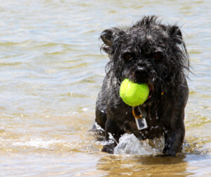 Wooftastic Care Pic 5 - Doggy Play Sessions in Sydneys Inner West