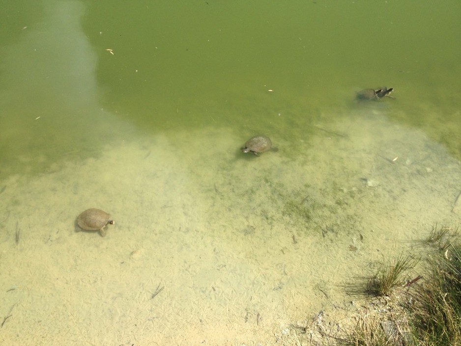 Maggie Beer's Farm Shop Pic 1 - Refreshing pond outside with these cute turtles I could have watched all day